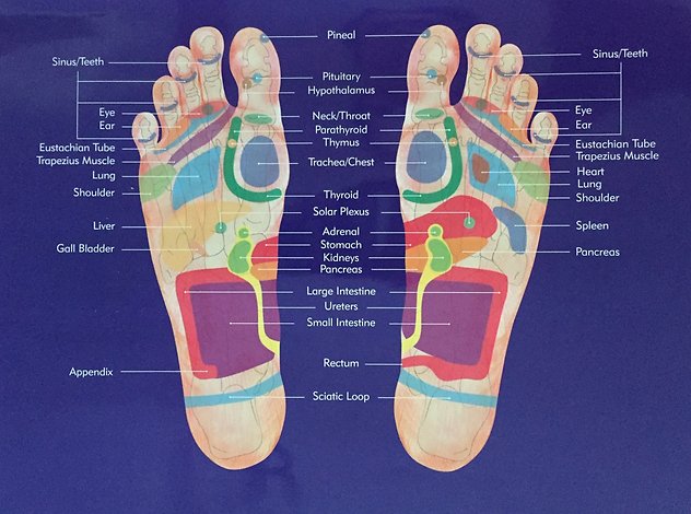 Reflexology. Foot map